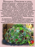 Молодило Киллер двухцветное