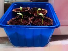 МАДРИЛЕНЕ F1 семена огурца (Seminis | Alexagro)