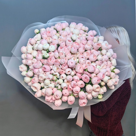 Букет из 101 кустовой пионовидной розой "Mansfield park"