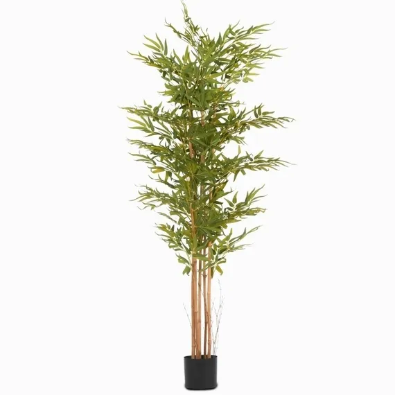 Бамбук высота 175 см