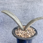 Сансевиерия HALLII DARK PINK WHITE VAR s.L