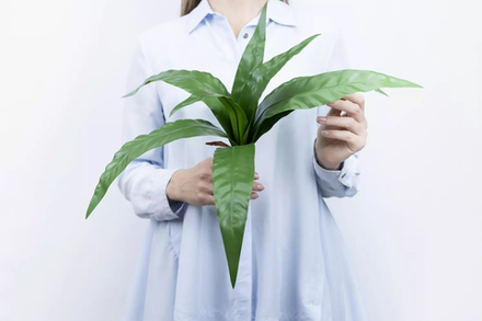 Куст асплениума из 8 листьев