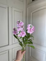 Маттиола кустовая в розовом оттенке