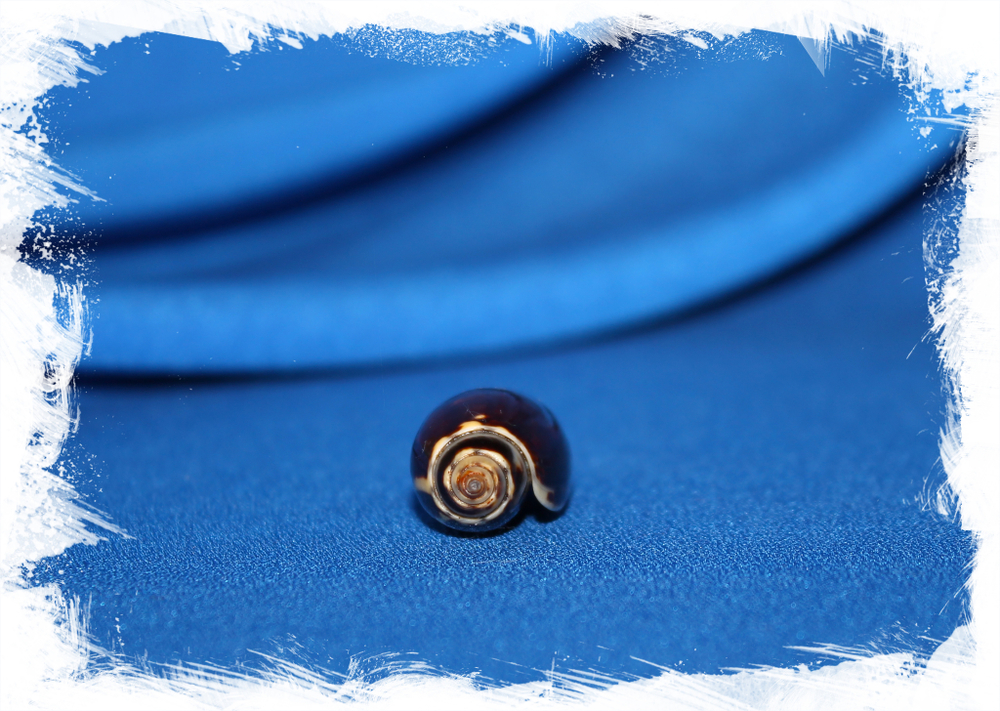 Олива обыкновенная (Oliva oliva)