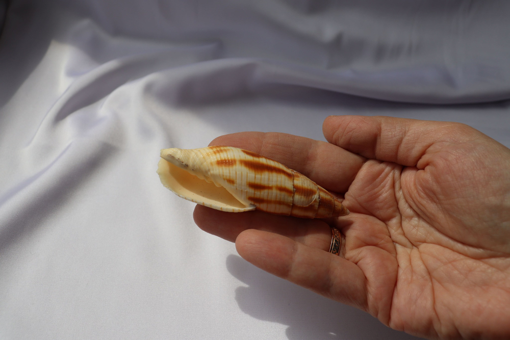 Митра еремитарум (Nebularia eremitarum)