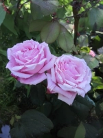 Роза шраб Дитэр Мюллер