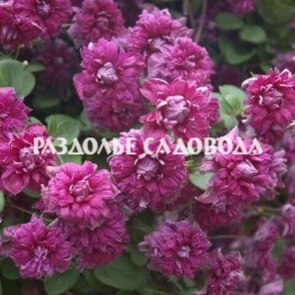 Клематис Пурпуреа Плена Элеганс