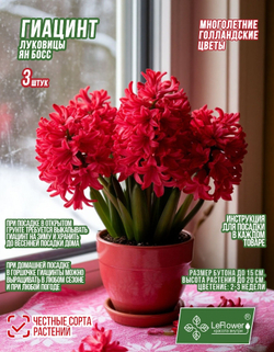 Гиацинт Луковицы, Ян Бос, 3шт