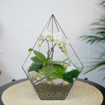 Готовый флорариум с белой орхидеей Капля