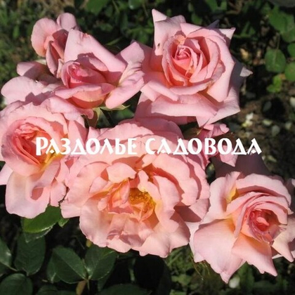 Роза плетистая Компассион