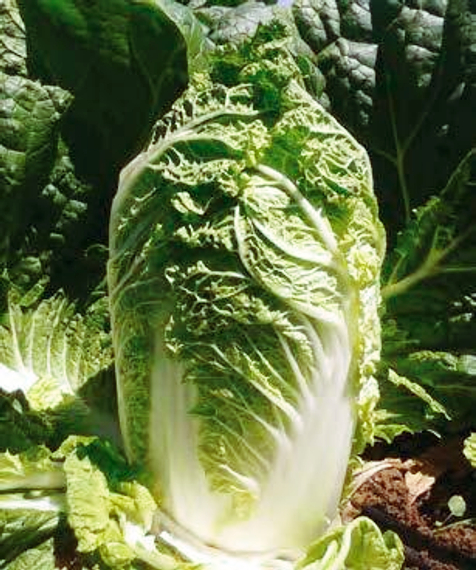 Табалуга F1 семена капусты пекинской (Sakata / Саката) – фото 2