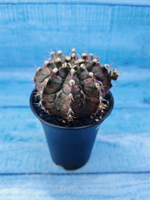 Gymnocalycium T-Rex Pink hybride (Гимнокалициум T-rex)