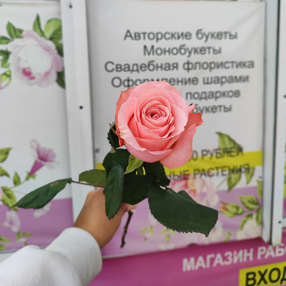 Роза Би Свит