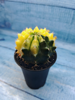 Gymnocalycium Variegata (Гимнокалициум Вариегатный)