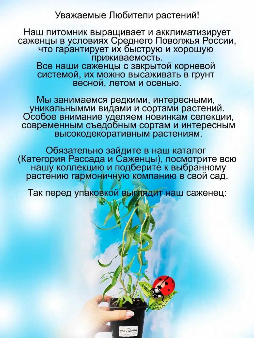 Ива Матсудана извилистая