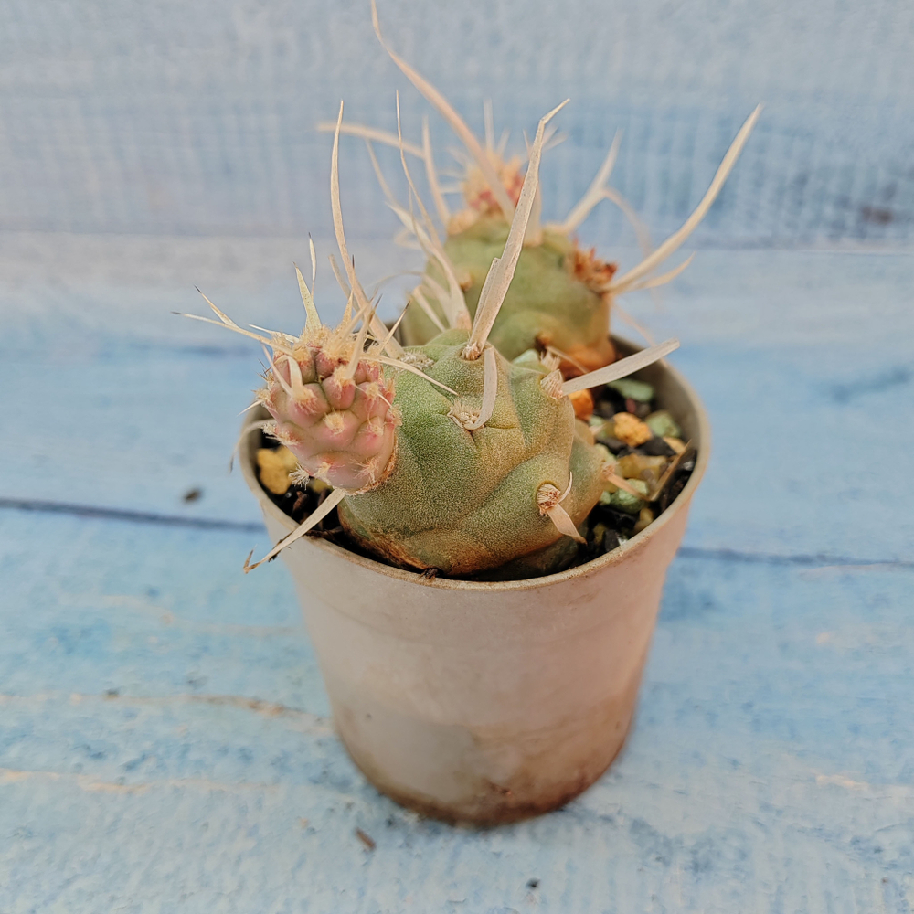 Tephrocactus Articulatus Papyracanthus (Тефрокактус)