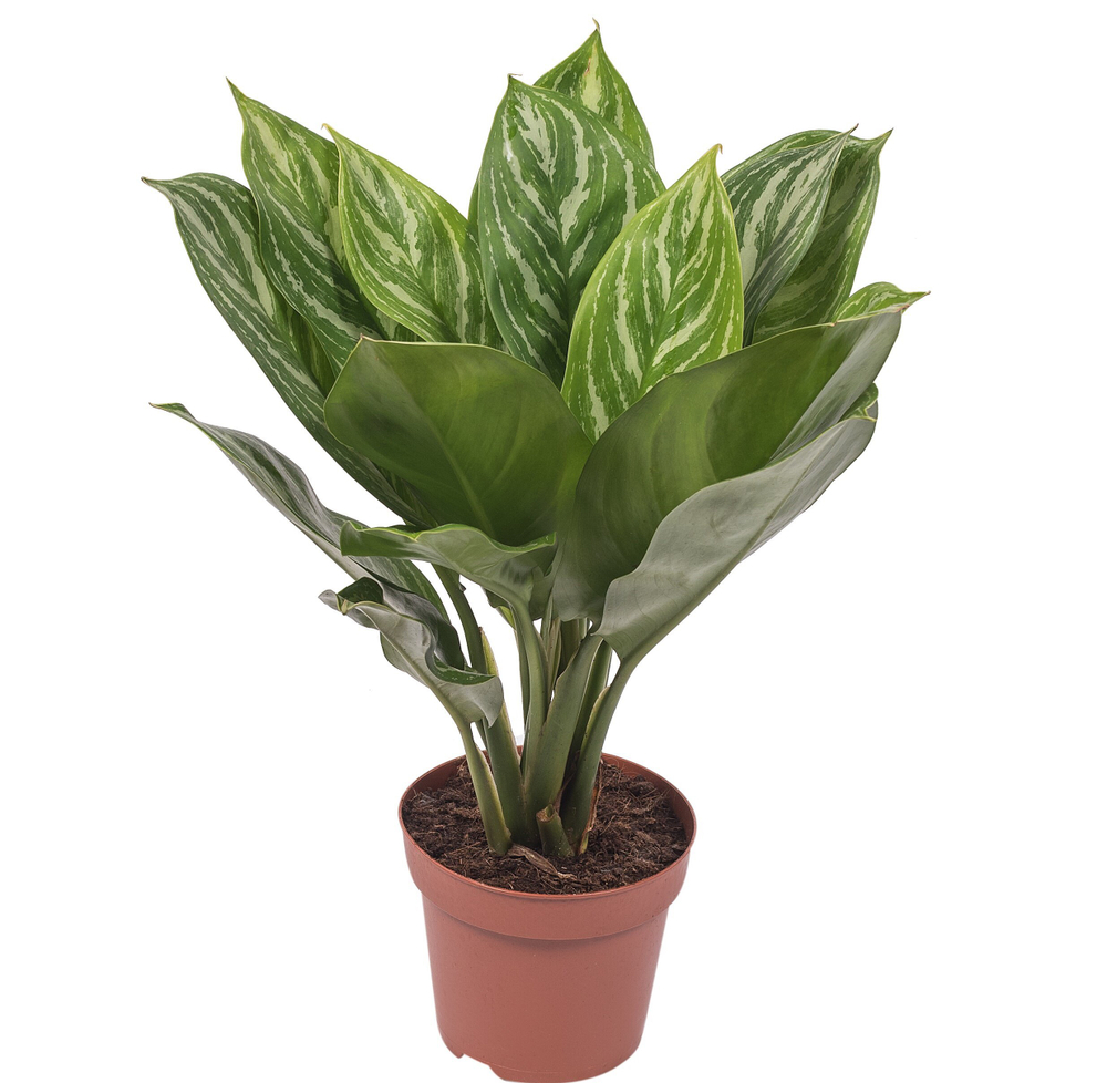 Аглаонема Страйп