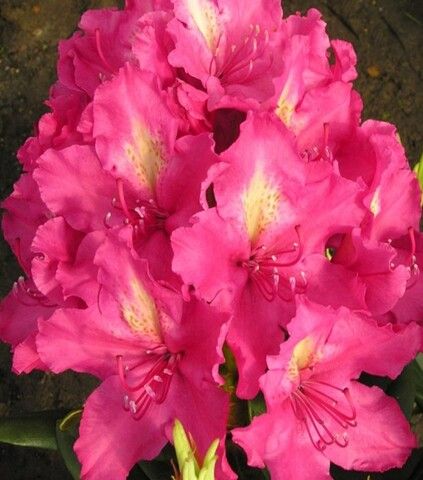 Рододендрон гибридный Ян III Собеский