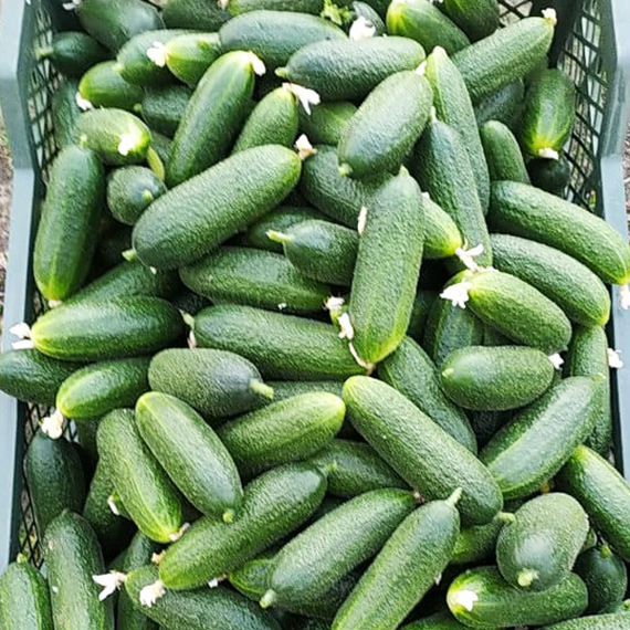 Алпака_F1_семена_огурца_партенокарпического_Bejo_купить – фото 4