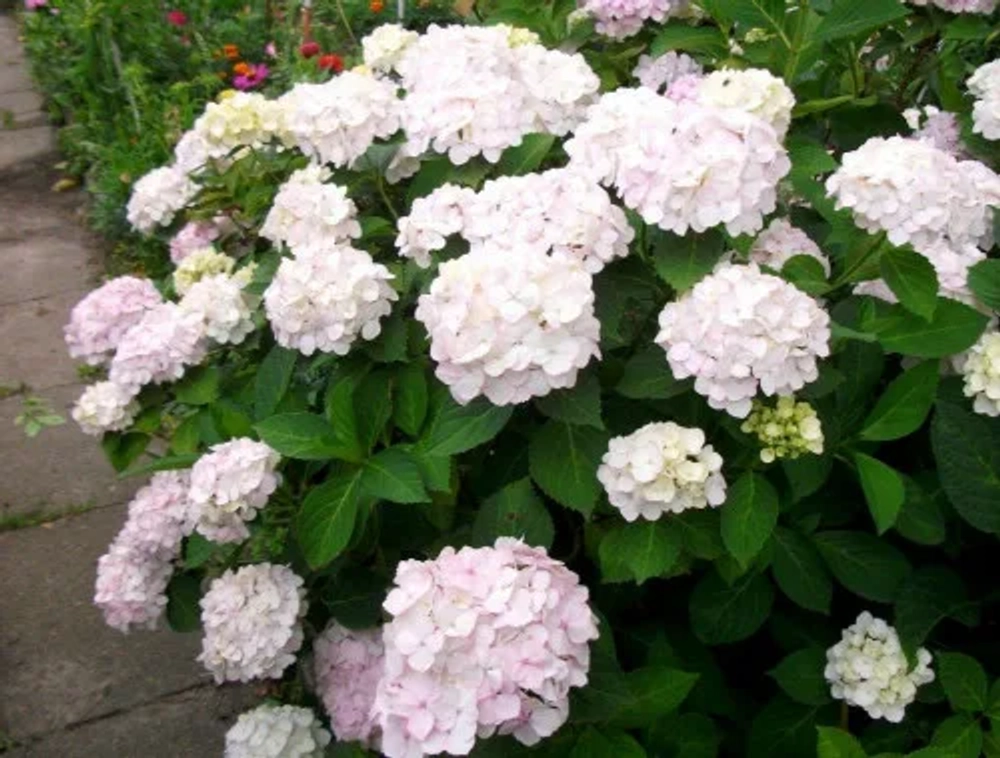 Эндлесс Саммер Брайд (Endless Summer The Bride) Р7