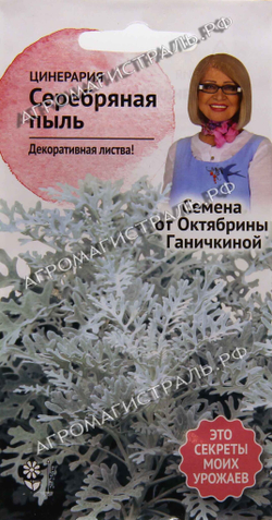 Цинерария Серебряная пыль 0,1 г (семена от Ганичкиной) Ботаника Ц