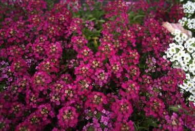 S10510 Аллисум Wonderland Deep Rose 10 шт.