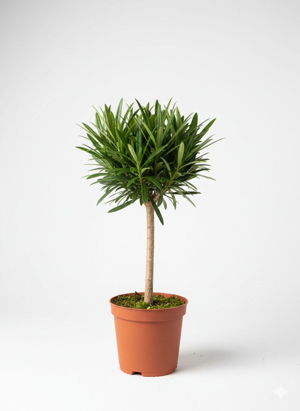 Подокарп крупнолистный Japanese Hinoki Cypress д.9