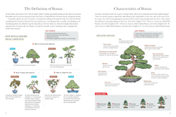 Bonsai master class
