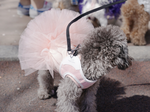 157 PA-DR Платье-пачка "Puppy Angel - TUTU Dress"