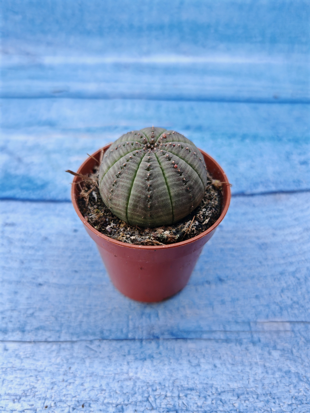 Euphorbia Obesa (Эуфорбия)