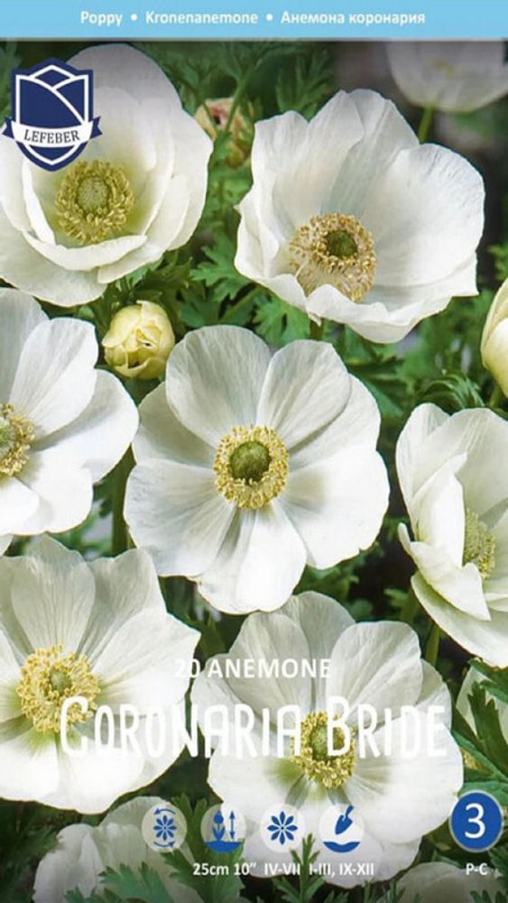 Анемона coronaria &quot;Bride&quot;, Нидерланды.