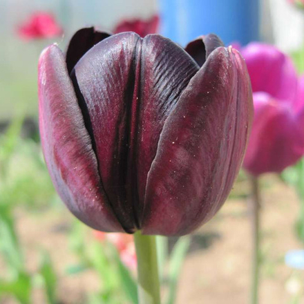 Тюльпан Квин оф Найт