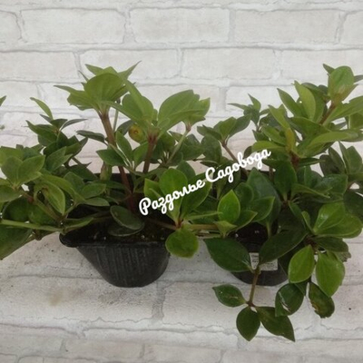 Пеперомия мутовчатая