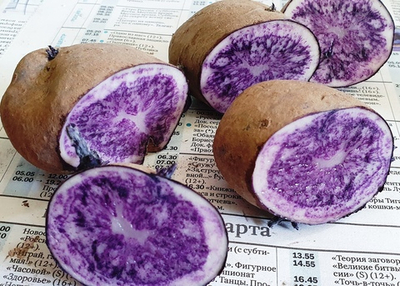 Картофель фиолетовый шведский, Blue of Sweden, комплект из 10 клубней