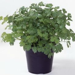 МАРИНО семена кориандра (Enza Zaden | Alexagro)