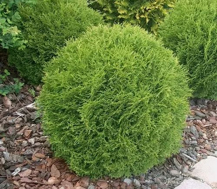 Туя Литл Гиант (Thuja occidentalis Little Giant) р9 август 2026 г