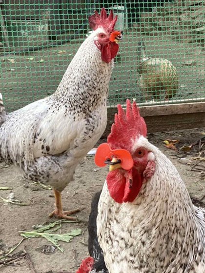 Очки для фазанов и кур мягкие, 70х45 мм