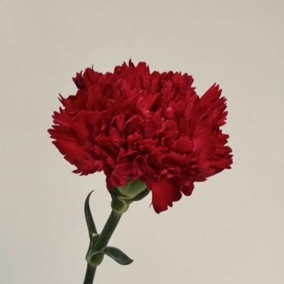 Гвоздика красная, 65 см.