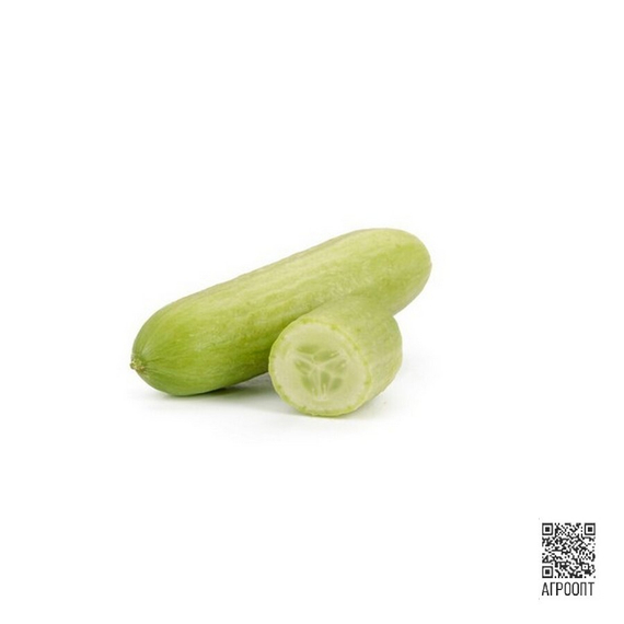 Квинтон F1 семена огурца партенокарпического (Rijk Zwaan/Райк Цваан) плод – фото 2