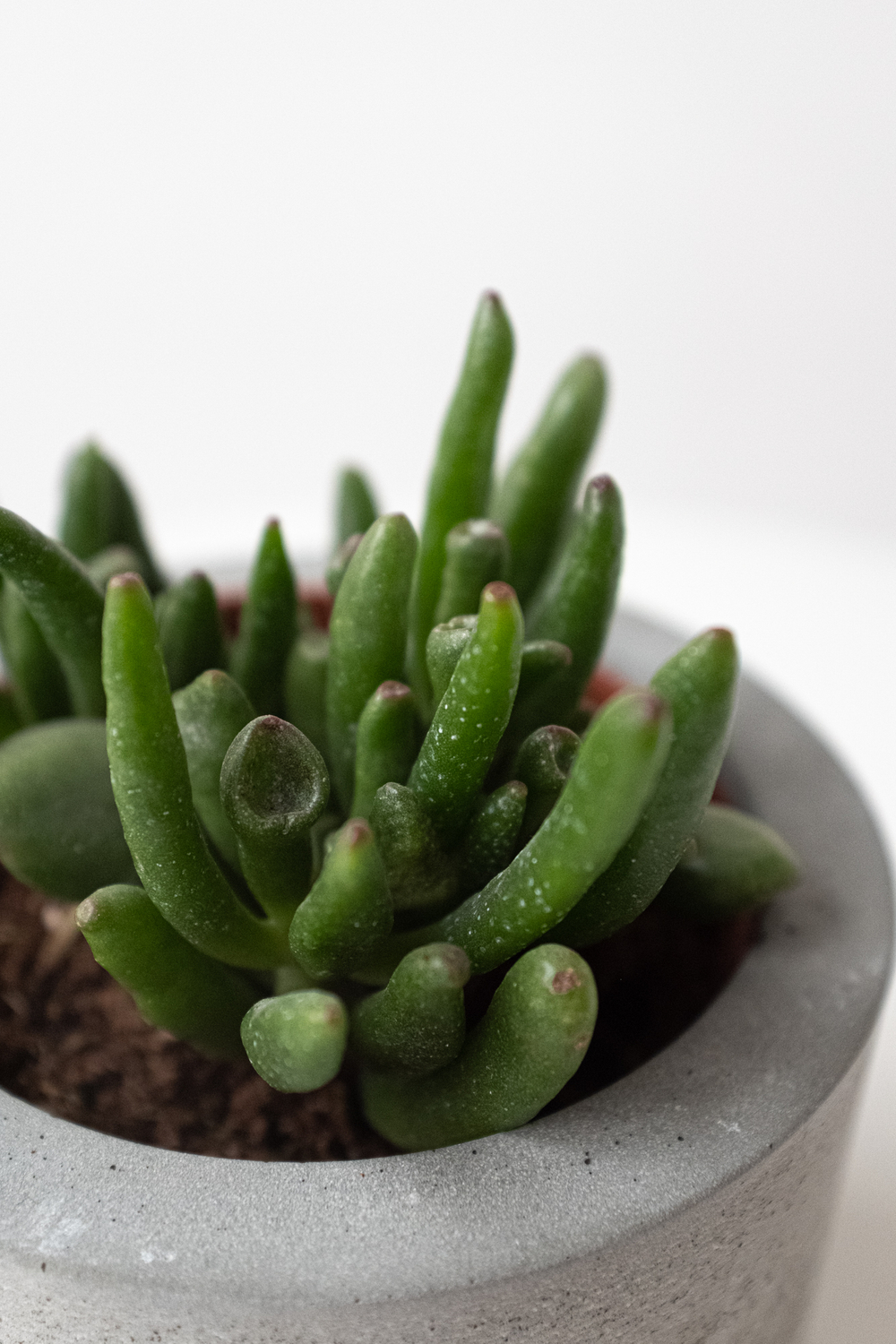 Листья-трубочки декоративного суккулент - Крассула Овата Хоббит