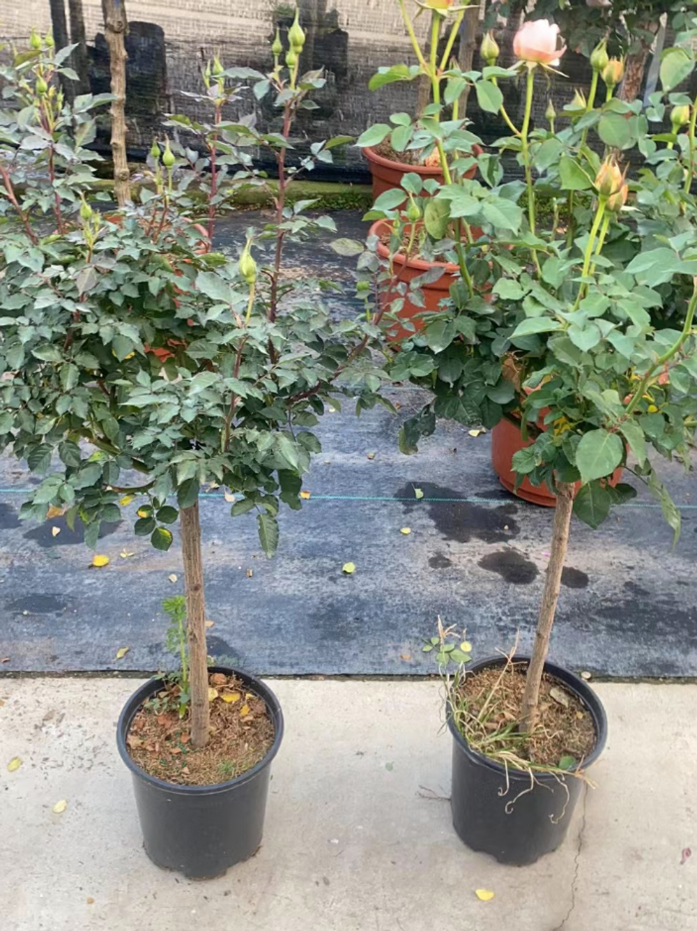 Роза штамб д.30