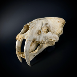 Smilodon