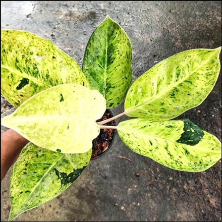 Аглаонема PASTEL