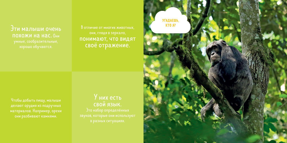 Кто прячется в джунглях?