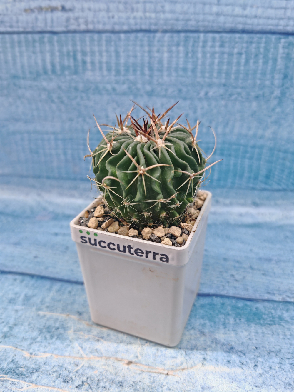 Echinofossulocactus Multicostatus (Эхинофоссулокактус)