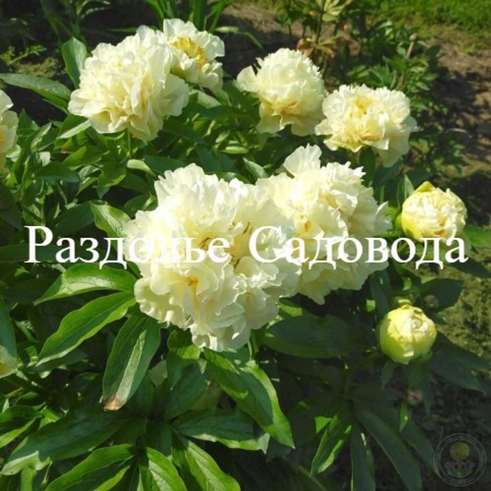 Пион Санни Гёрл