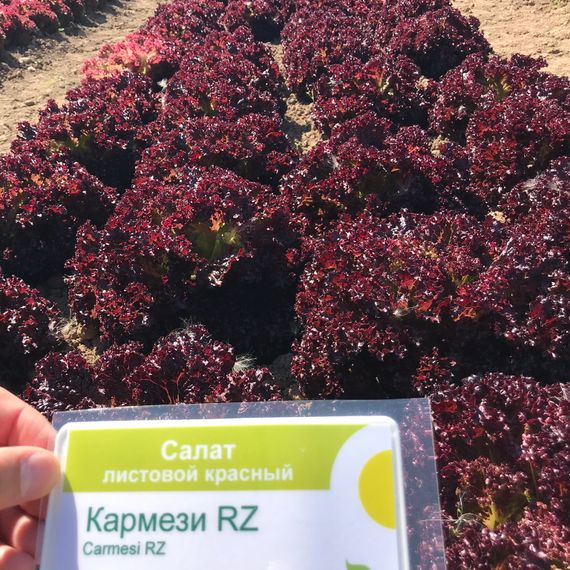 КАРМЕЗИ семена салата Rijk Zwaan купить