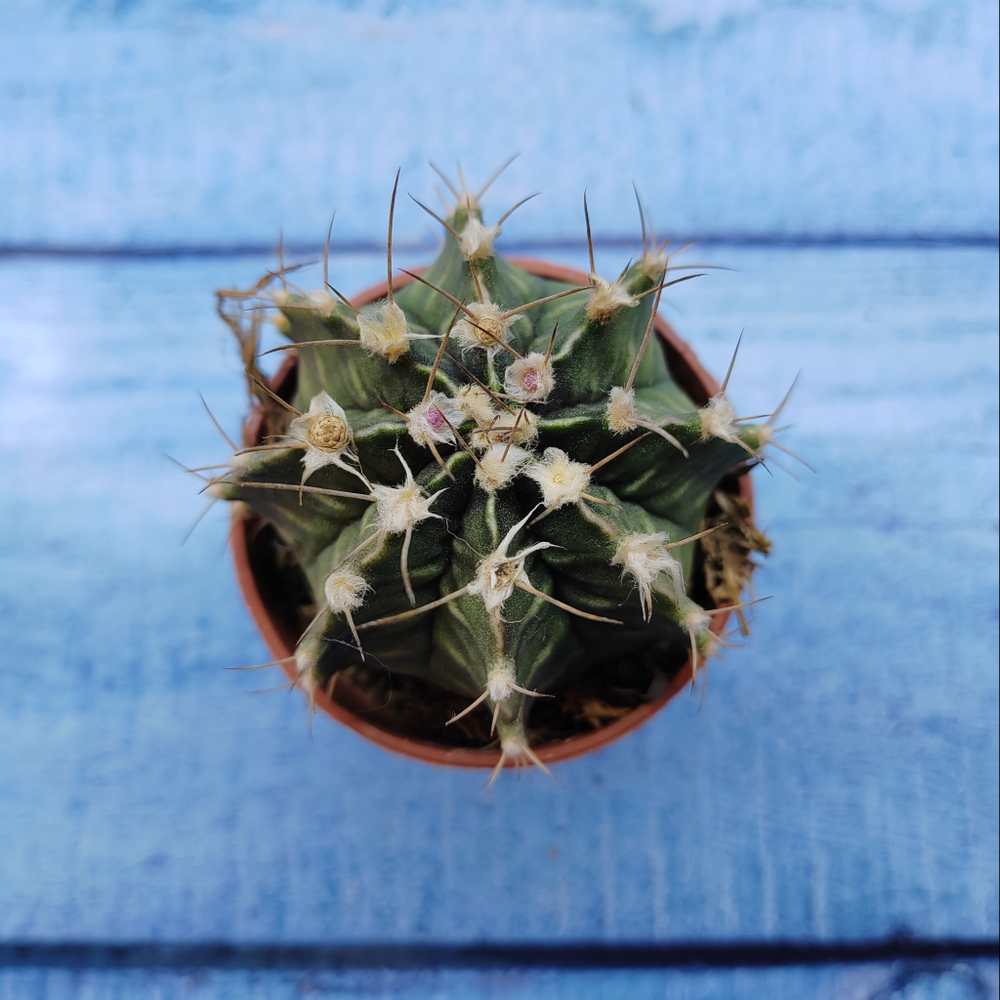 Gymnocalycium Friedrichii (Гимнокалициум)