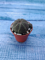 Суккулент Euphorbia Obesa (Эуфорбия)