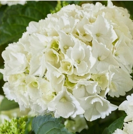 Хай Уайт Сан «Hi White Sun» р12 Европа весна 2026 г.